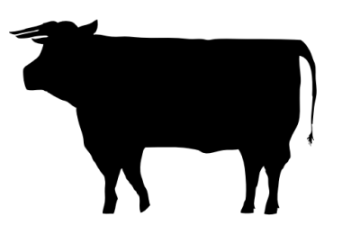 Front Quarter Cow